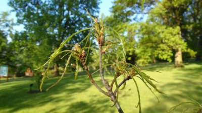 Quercus petraea 'Laciniata' - dub zimní